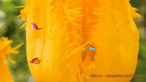 Тюльпан обыкновенный Инспайр (tyulpan-inspayr) 🌿 обзор: как сажать, луковицы тюльпаны Инспайр