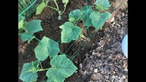 Благоприятные дни для посадки огурцов в мае 2021 по лунному календарю