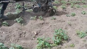 Наш старенький КРОТ. Окучиваем картошку мотоблоком.