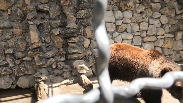 Довольный Степашка) Продолжение следует. Бахчисарайский зоопарк. Крым. смотреть онлайн