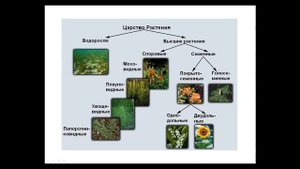 ???Что такое систематика и классификация живых существ. Введение.