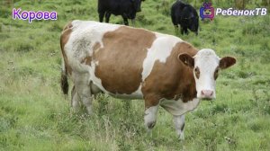 Названия домашних животных видео для детей (как выглядят домашние животные)