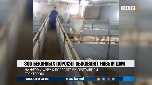 800 беконных поросят обживают новый дом смотреть онлайн