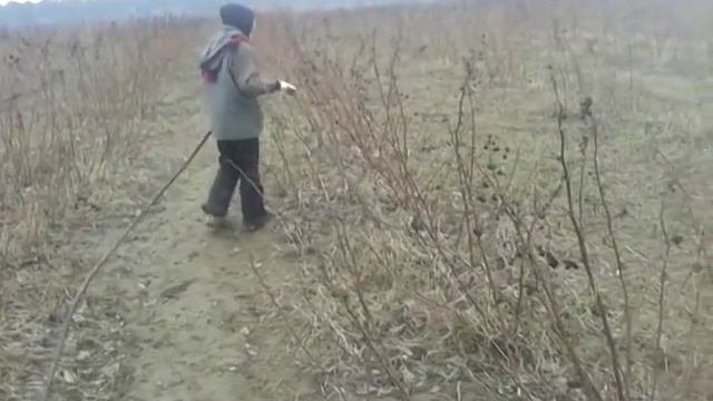 Ремонтантная малина обрезка весной