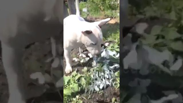 Мои любимые породы🥺❤️#доберман#немецкаяовчарка#лабрадор#бультерьер#бультерьермини#живыеобои #самоед смотреть онлайн