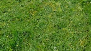 Роторная косилка Brait с мотоблоком Каскад. Тест