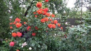 Плетистые розы Кордес  Rose de Tolbiac   Salita   Rosarium Utersen Uetersens Rosenkonigin   Amarett