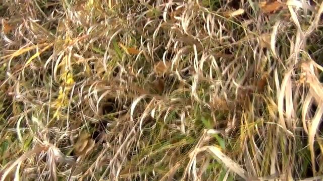 Выезд на природу смотреть онлайн