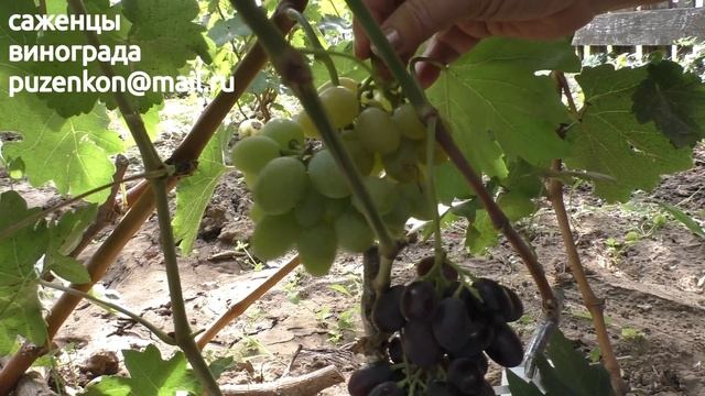 Виноград Вера описание и характеристики, участок Пузенко Натальи Лариасовны смотреть онлайн