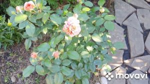 Роза Дон Жуан, Боскобель,  Бартзелла ИТО пион,чубушник махровый.Прогулка по саду.