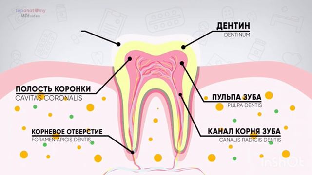 Анатомия зубов смотреть онлайн