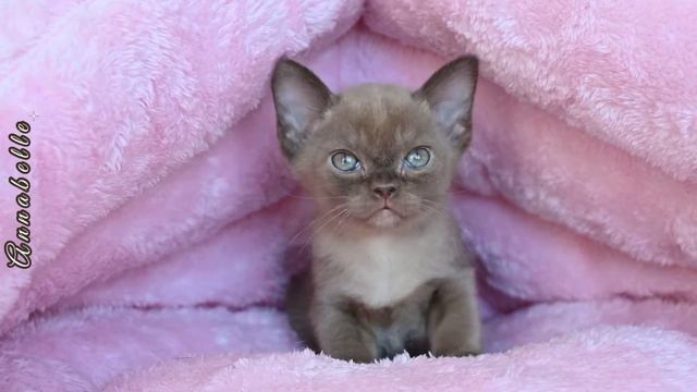 Бурманский котёнок Annabelle Freya Way*RU смотреть онлайн