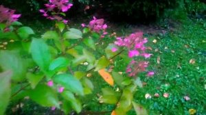 ГОРТЕНЗИЯ МЕТЕЛЬЧАТАЯ *ВИМС РЕД*