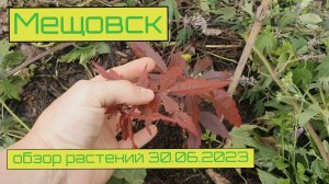 Обзор растений Мещовск 30.06.23