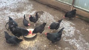 Синь Синь Дянь краткий обзор впечатления о породе