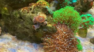 Кораллы потравили друг друга. Новые кораллы. Какой уголь для морского аквариума купить?