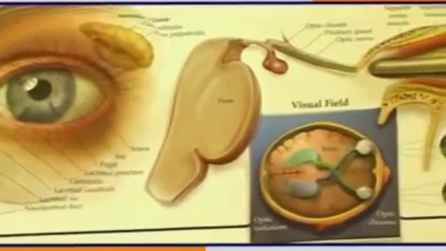 Очки профессора Панкова (Радуга Прозрения) смотреть онлайн