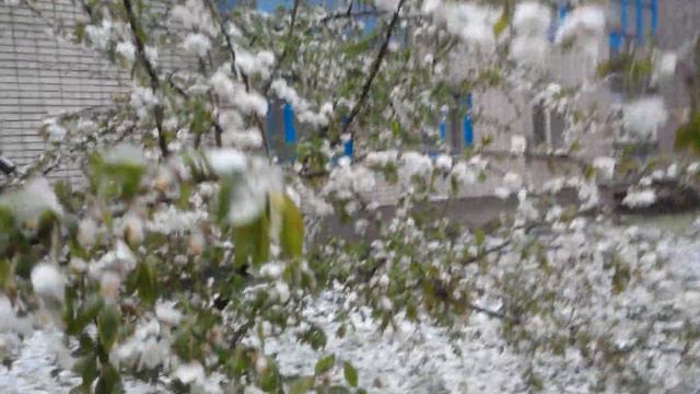 18.04.2017 Цветущие деревья и снег Украина. Снег на алыче. смотреть онлайн