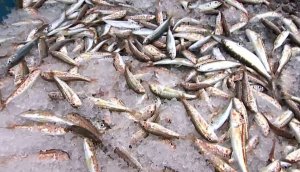 Весенний лов барабули начался в Сочи