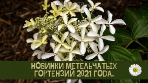 Новинки метельчатых гортензий 2021 года.?