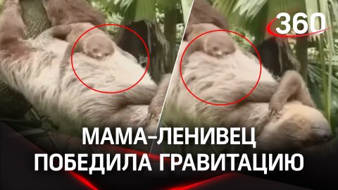 Мама-ленивец победила гравитацию ради малыша