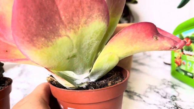 Yeni aldığım Kalanchoe thyrsiflora ve kaktüs bakımı #ilaclama#bakım#vlog смотреть онлайн