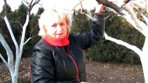 КАМЕДЬ (СМОЛА) НА ДЕРЕВЬЯХ. ЗАЧИСТКА И ОБРАБОТКА ПОВРЕЖДЕННОЙ КОРЫ ДЕРЕВЬЕВ ОСЕНЬЮ