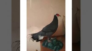 Чучела птиц животных изготовление чучел