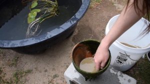 How To Propagate Tropical Water Lilies (FOR MY POOL POND)