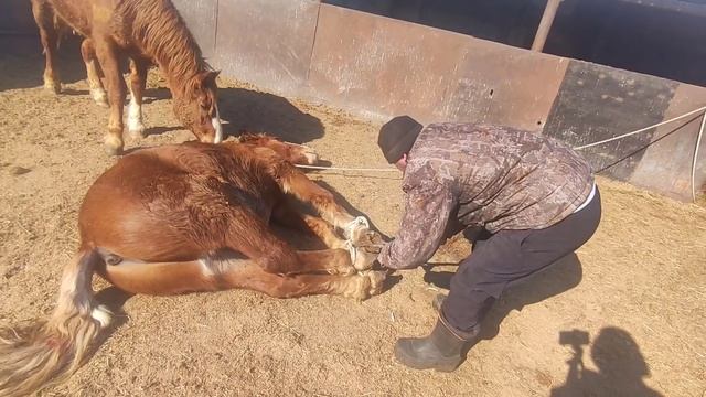 Как повалить лошадь?|How to knock down a horse? смотреть онлайн
