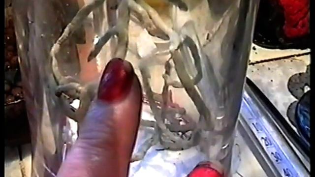 Ванда- Аскоценда обзор орхидеи. смотреть онлайн