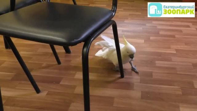 Попугай Кока знакомится с Дедом Морозом в Екатеринбургском зоопарке смотреть онлайн