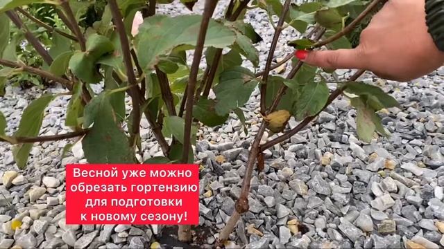 Гортензия Фрайз Мельба | Сорта гортензий | обрезка гортензий | ЛАНДВОЛГА смотреть онлайн