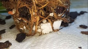 Супер новинка, орхидея Целогина крестата (Coelogyne cristata).  Мечты сбываются. Пересадка.