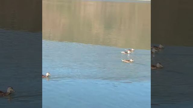 Абрау Дюрсо Рыбалка на сазана смотреть онлайн