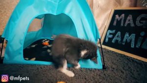 Весёлые зверушки и волшебные питомцы