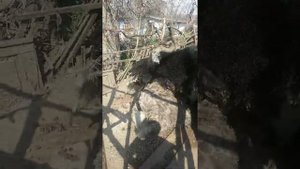 Брачные игры Африканского Черного Страуса на мини страусиновой ферме в Украине Николаевская область