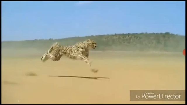 Панда .Пакарила меня твая правда. смотреть онлайн