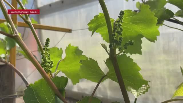На ферме в Ломоносовском районе выращивают 45 сортов винограда