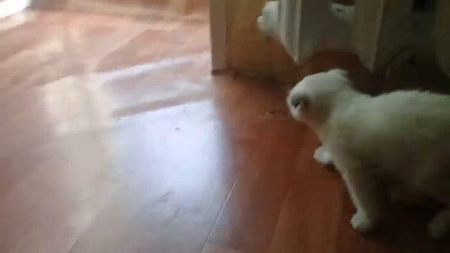 #БЕЛЫЙ# ШОТЛАНДСКИЙ ВИСЛОУХИЙ #КОТЕНОК.ПРОСТО ОЧЕНЬ КРАСИВЫЙ КОТЕНОК.ПРИКОЛЫ С КОТЯТАМИ.НАША КИСА.