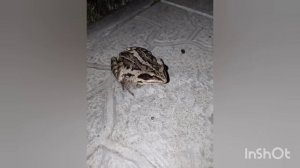 СЛИВЫ: Второго сборника полётов моего БРАТА