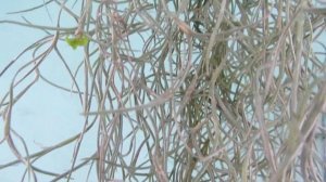 Цветение тилландсии уснеевидной