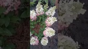 Начало цветения гортензий