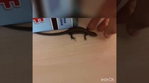 Как определить пол ящериц