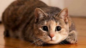 10 удивительных фактов о кошках