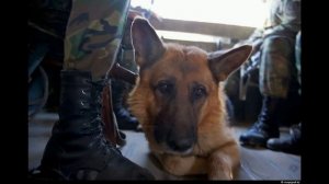 Пограничная  Собака