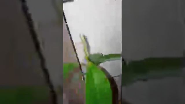Рукоділля з Nilena Sans. Авокадо З Кісточки 🥑 9 Серія 🌺