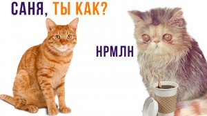 САНЯ, ТЫ В ПОРЯДКЕ??? ))) | Приколы с котами | Мемозг 1318