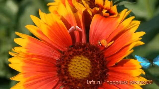 Гайлардия гибридная Бремен (gaillardia hybrida) ? Бремен обзор: как сажать, саженцы гайлардии Бреме