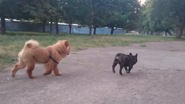 Чау-чау Персей (1 год) ловит мяч. смотреть онлайн